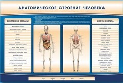 Электрифицированный стенд-тренажер c макетом скелета "Анатомическое строение человека" - fgospostavki.ru - Воронеж