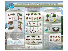 Стенд "Как выжить в суровых условиях" - fgospostavki.ru - Воронеж