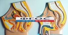 Модель барельефная "Таз мужской и таз женский" - fgospostavki.ru - Воронеж