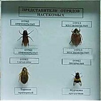 Коллекция энтомологическая "Представители отряда насекомых" - fgospostavki.ru - Воронеж