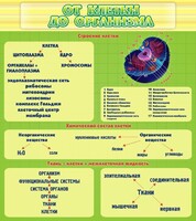 Стенд "От клетки до организма" - fgospostavki.ru - Воронеж