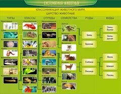 Стенд "Систематика животных" - fgospostavki.ru - Воронеж