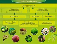 Стенд "Систематика растений" - fgospostavki.ru - Воронеж