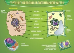 Стенд "Строение животной и растительной клеток" - fgospostavki.ru - Воронеж