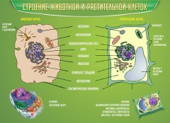  Биология - fgospostavki.ru - Воронеж