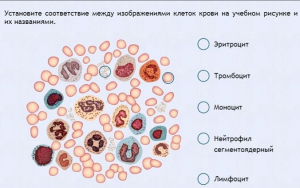 Интерактивные курсы. Биология 11 класс. Расширенный. - fgospostavki.ru - Воронеж
