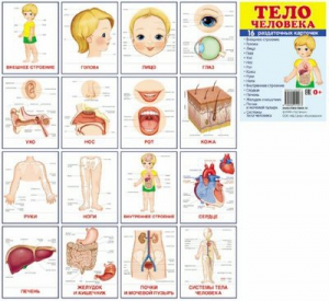 Раздаточные карточки "Тело человека" - fgospostavki.ru - Воронеж