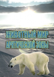 DVD "Животный мир Арктической зоны" - fgospostavki.ru - Воронеж