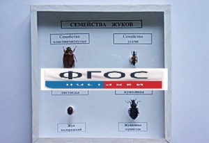Коллекция "Семейство жуков" - fgospostavki.ru - Воронеж