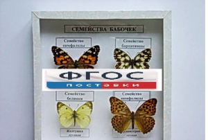 Коллекция "Семейство бабочек" - fgospostavki.ru - Воронеж