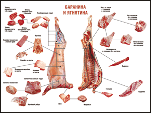 Таблица "Правила разделки мясных туш. Баранина и ягнятина" (100х140 сантиметров, винил) - fgospostavki.ru - Воронеж