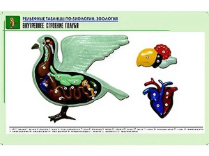Рельефная таблица "Внутреннее строение голубя" (формат А1, матовое ламинирование) - fgospostavki.ru - Воронеж