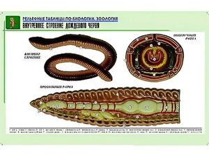 Рельефная таблица "Внутреннее строение дождевого червя" (формат А1, матовое ламинирование) - fgospostavki.ru - Воронеж