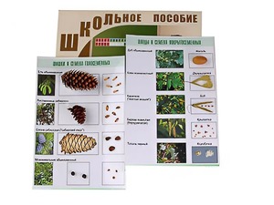 Коллекция "Шишки, плоды, семена деревьев и кустарников" - fgospostavki.ru - Воронеж