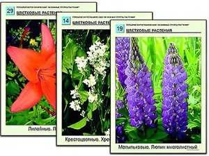 Гербарий фотографический "Основные группы растений" - fgospostavki.ru - Воронеж