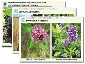 Гербарий фотографический "Сельскохозяйственные растения России" - fgospostavki.ru - Воронеж