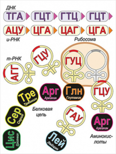 Модель-аппликация Биосинтез белка - fgospostavki.ru - Воронеж