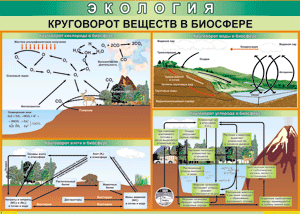 Таблица "Круговорот веществ в биосфере" (100х140 сантиметров, винил) - fgospostavki.ru - Воронеж