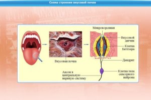Интерактивные курсы. Биология 10 класс. Расширенный. - fgospostavki.ru - Воронеж