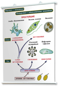 Плакаты по биологии для оформления кабинета. - fgospostavki.ru - Воронеж