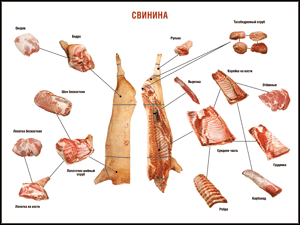 Таблица "Правила разделки мясных туш. Свинина" (100х140 сантиметров. винил) - fgospostavki.ru - Воронеж