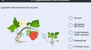 Интерактивные курсы. Биология 7 класс. Расширенный. - fgospostavki.ru - Воронеж