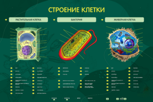 Электрифицированный стенд "Строение клетки" с маркерными полями - fgospostavki.ru - Воронеж