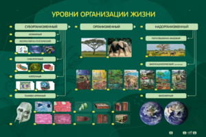 Электрифицированный стенд "Уровни организации жизни" - fgospostavki.ru - Воронеж