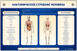 Электрифицированный стенд-тренажер c макетом скелета "Анатомическое строение человека" - fgospostavki.ru - Воронеж