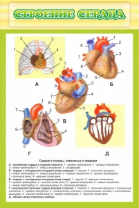 Стенд "Строение сердца" - fgospostavki.ru - Воронеж