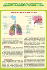 Стенд "Дыхательная система" - fgospostavki.ru - Воронеж