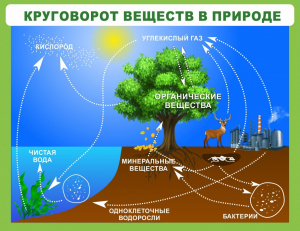 Стенд "Круговорот веществ" - fgospostavki.ru - Воронеж