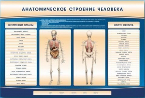 Электрифицированный стенд-тренажер c макетом скелета "Анатомическое строение человека" - fgospostavki.ru - Воронеж