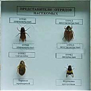 Коллекция энтомологическая "Представители отряда насекомых" - fgospostavki.ru - Воронеж