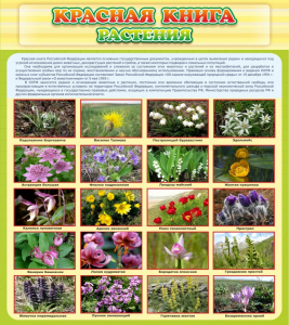 Стенд "Красная книга - растения" - fgospostavki.ru - Воронеж