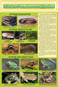 Стенд "Класс земноводные" - fgospostavki.ru - Воронеж