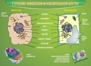 Стенд "Строение животной и растительной клеток" - fgospostavki.ru - Воронеж