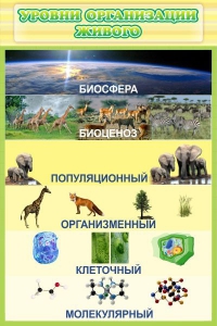 Стенд "Уровни организации живого" - fgospostavki.ru - Воронеж