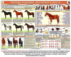 Комплект плакатов "Служебное коневодство" - fgospostavki.ru - Воронеж