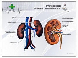Стенд "Строение почки человека" - fgospostavki.ru - Воронеж
