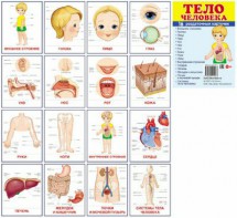 Раздаточные карточки "Тело человека" - fgospostavki.ru - Воронеж