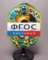 Модель "Клетка растения" - fgospostavki.ru - Воронеж