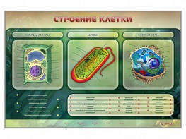 Электрифицированный стенд "Строение клетки" с маркерными полями - fgospostavki.ru - Воронеж
