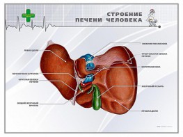 Стенд "Строение печени человека" - fgospostavki.ru - Воронеж