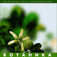 Ботаника. (Цифровая база изображений) - fgospostavki.ru - Воронеж