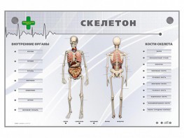 Электрифицированный стенд-тренажер "Скелетон" - fgospostavki.ru - Воронеж