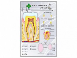 Электрифицированный стенд "Анатомия зуба" - fgospostavki.ru - Воронеж