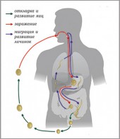 Модель-аппликация Цикл развития аскариды - fgospostavki.ru - Воронеж