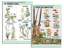 Комплект таблиц "Окружающий мир. Грибы. Растительный мир" (12 таблиц, А1, ламинированные) - fgospostavki.ru - Воронеж