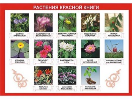 Таблица демонстрационная "Растения Красной книги" (винил 100*140) - fgospostavki.ru - Воронеж